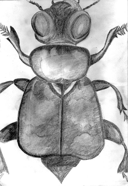 A bug by E Jakubowski. 
Click to return to work done by Year 10